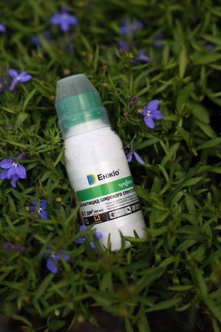 Інсектицид Енжіо 247 SC Syngenta, 100 мл 7358 фото