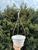 Підвісні кашпо
